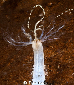Sea Cucumber releasing eggs
Seattle, WA, U.S.A. by Tom Radio 